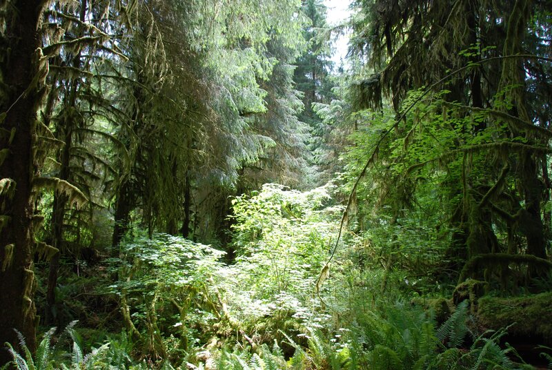 Sunlight in a mossy forest