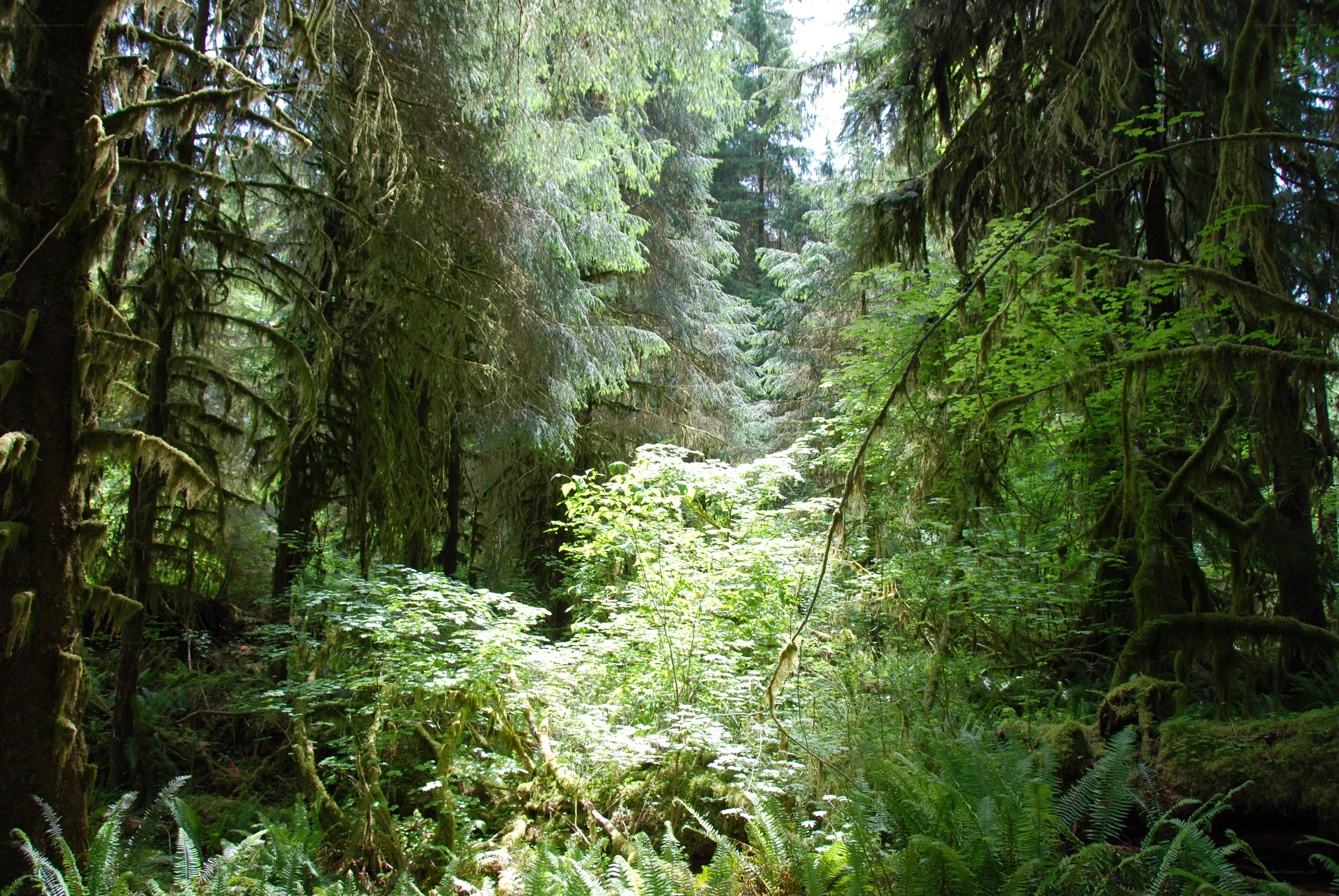 Sunlight in a mossy forest