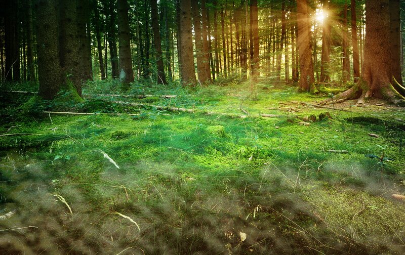 Sunlight in a mossy forest