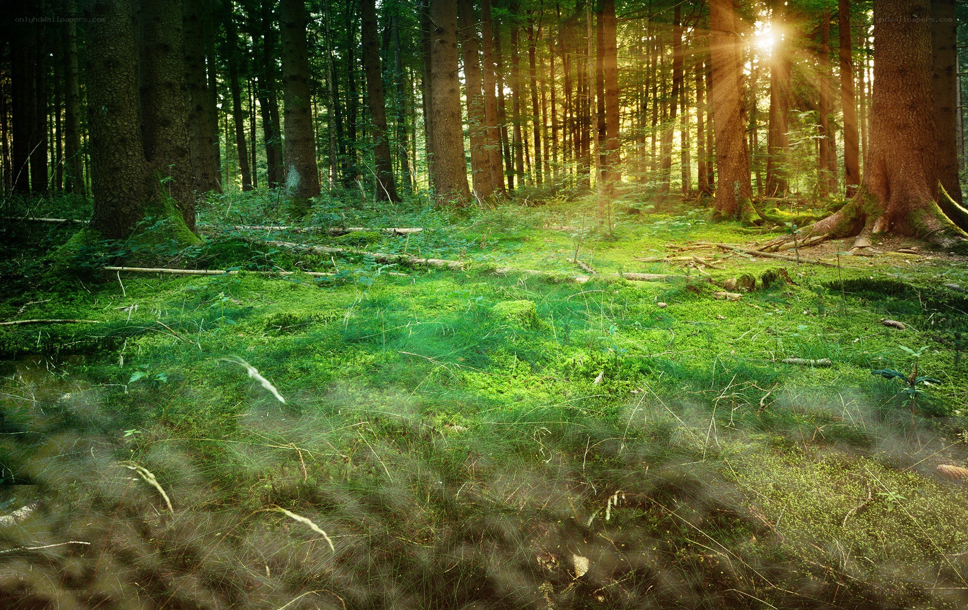 Sunlight in a mossy forest