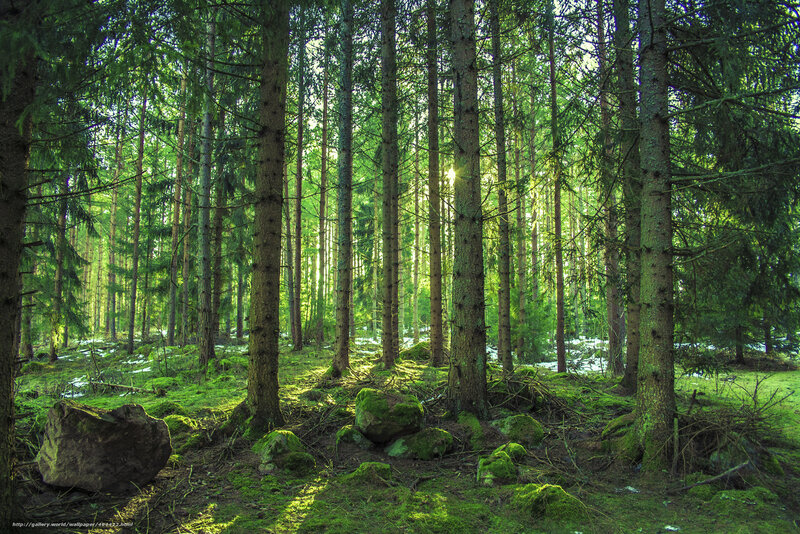 Sunlight in a pine forest