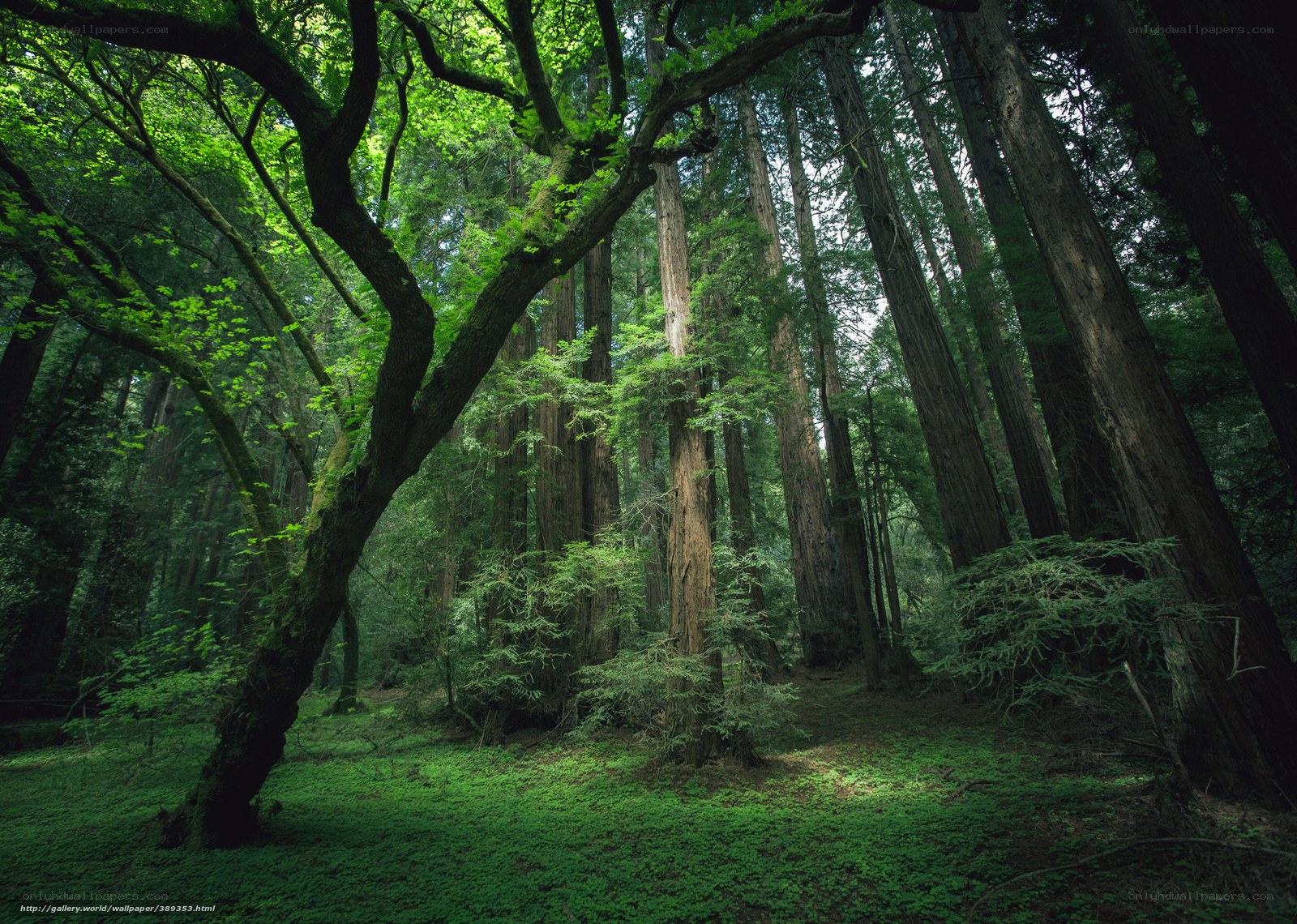 Sunlight in a Redwood Forest