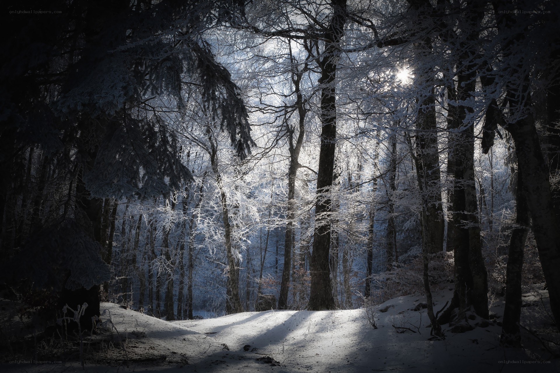 Sunlight in a snowy forest