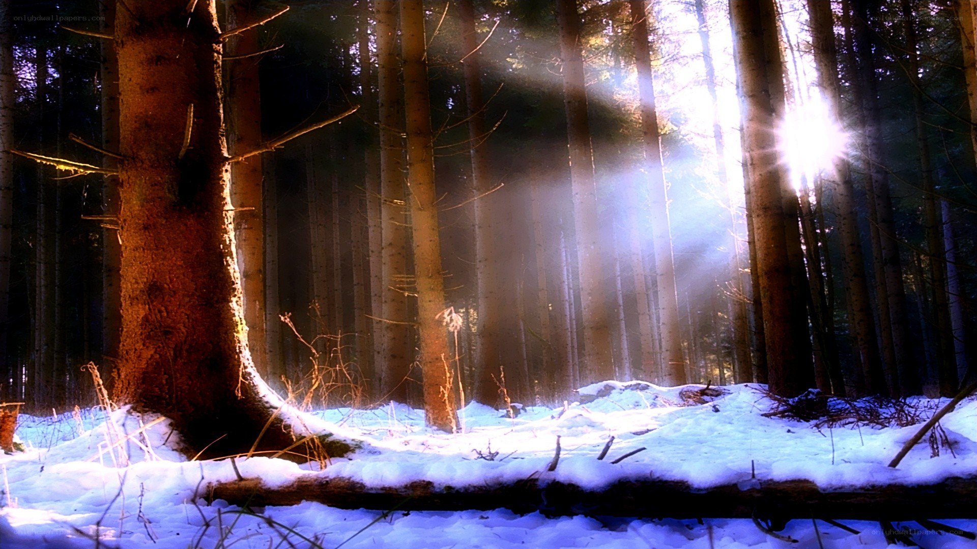 Sunlight in a snowy forest