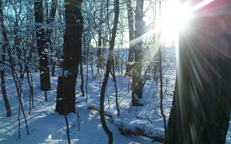 Sunlight in a snowy forest