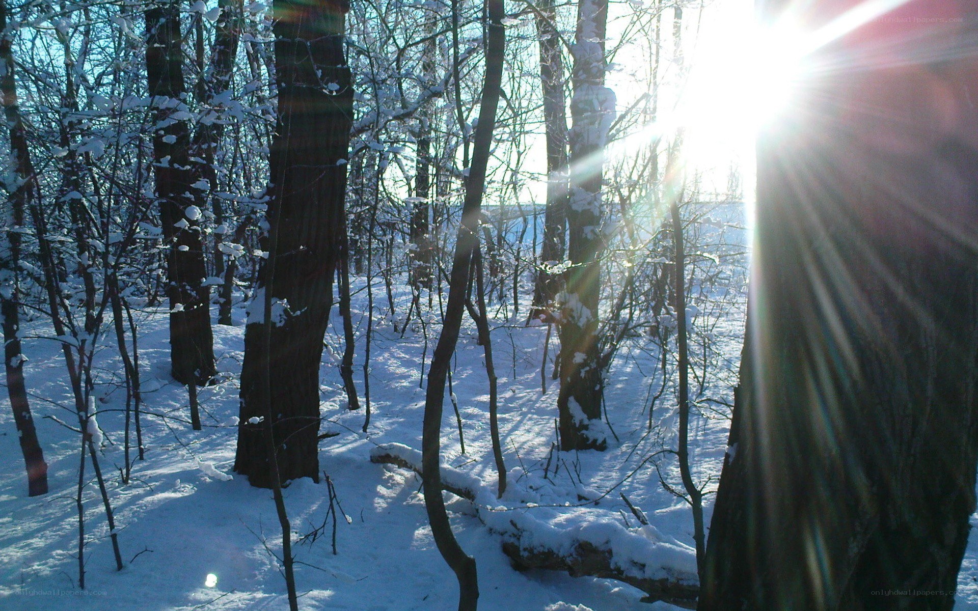 Sunlight in a snowy forest
