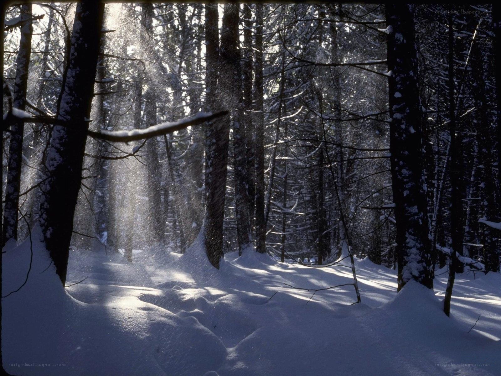 Sunlight in a snowy forest
