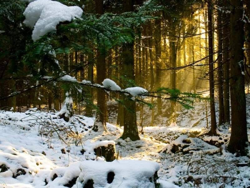 Sunlight in a snowy forest