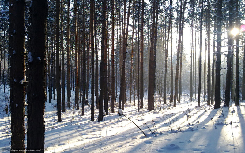 Sunlight in a snowy pine forest