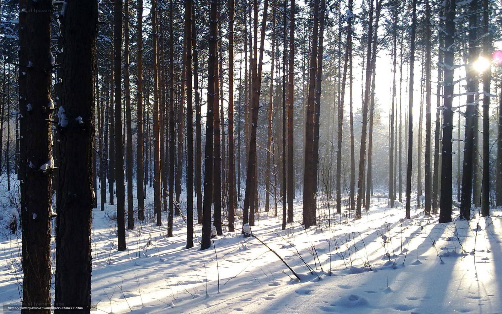 Sunlight in a snowy pine forest