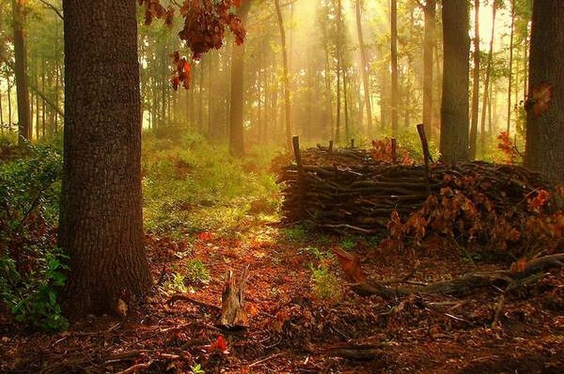 Sunlight in Autumn Forest — Brown, Serene