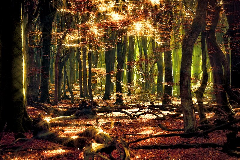 Sunlight in Autumn Forest — Brown