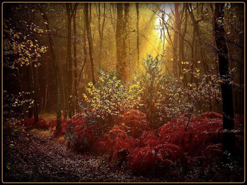 Sunlight in Autumn Forest — Gold, Serene, Photograph, Trees, Foliage