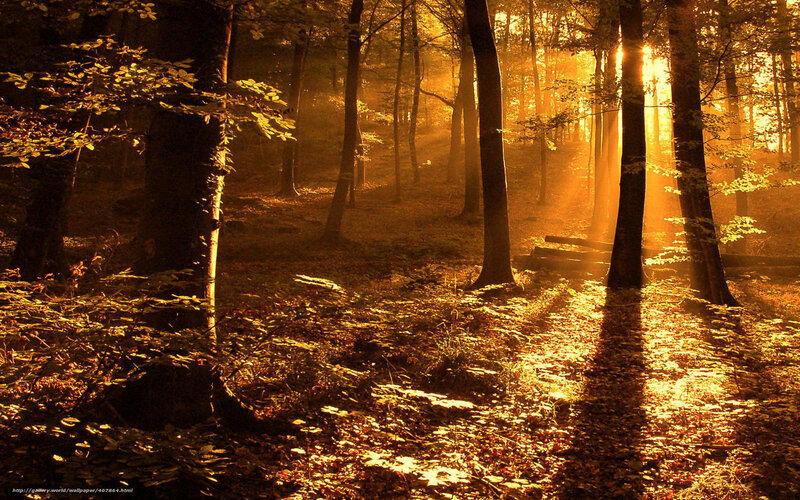 Sunlight in Autumn Forest — Gold, Serene