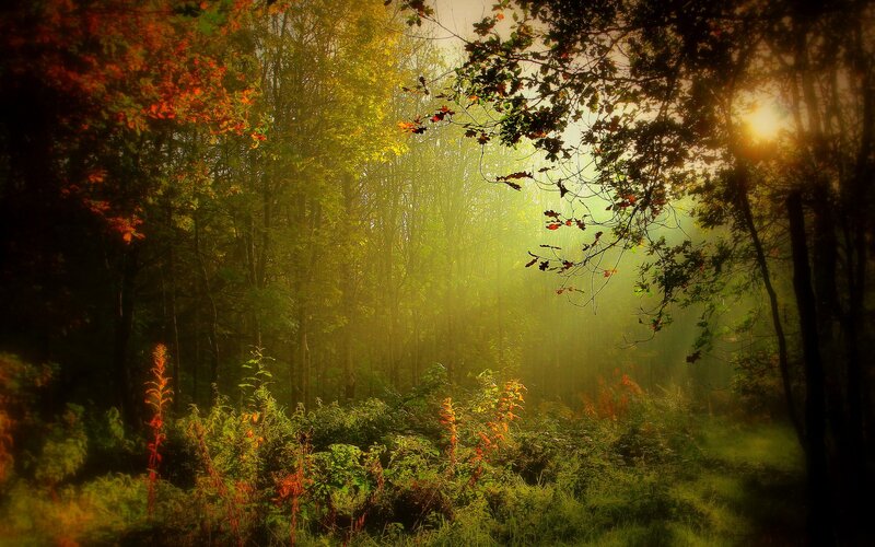 Sunlight in Autumn Forest — Green, Serene
