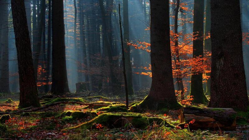 Sunlight in Autumn Forest — Green