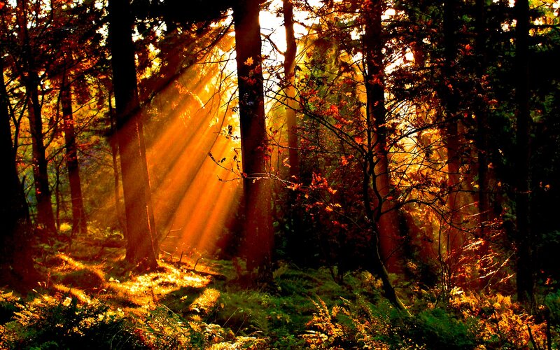 Sunlight in Autumn Forest — Orange, Serene, Photograph