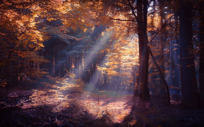 Sunlight in Autumn Forest — Orange, Serene, Photograph, Trees