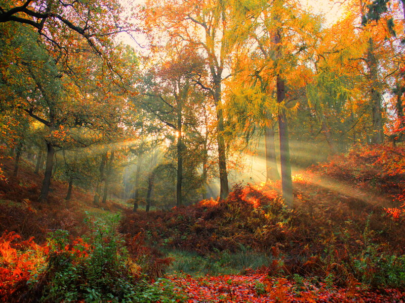 Sunlight in Autumn Forest — Orange, Serene
