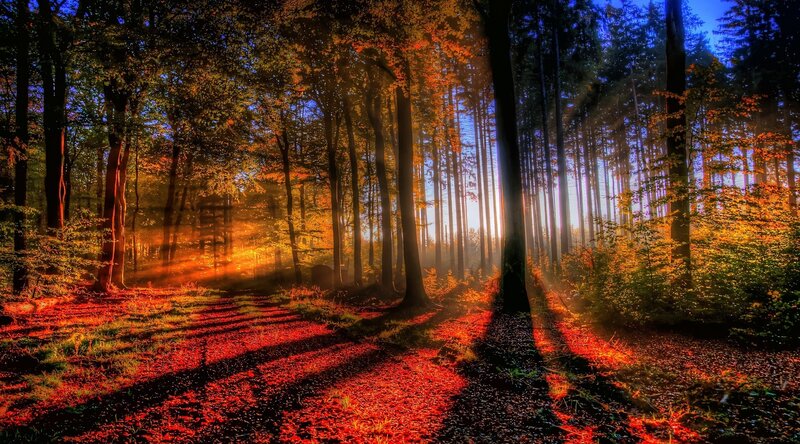 Sunlight in Autumn Forest — Orange
