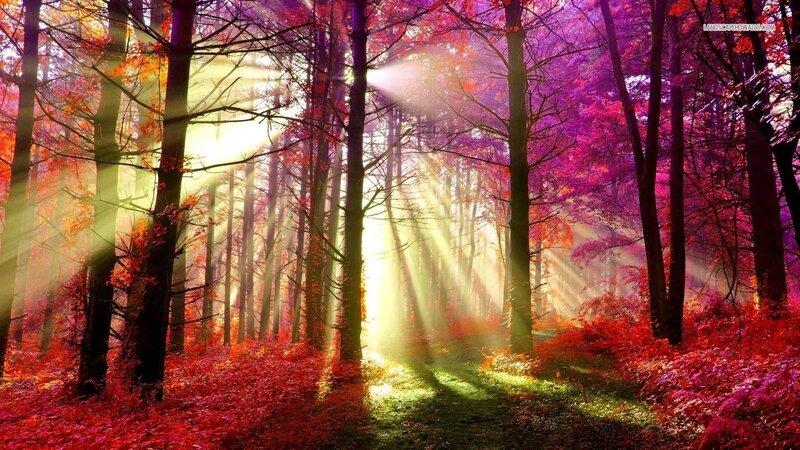 Sunlight in Autumn Forest — Red