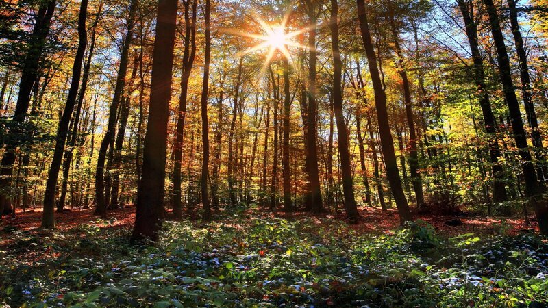 Sunlight in autumn forest