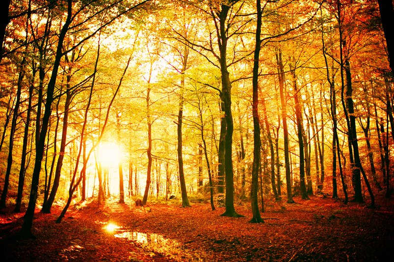 Sunlight in Autumn Forest — Yellow, Serene
