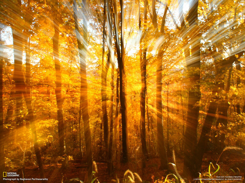 Sunlight in Autumn Forest — Yellow