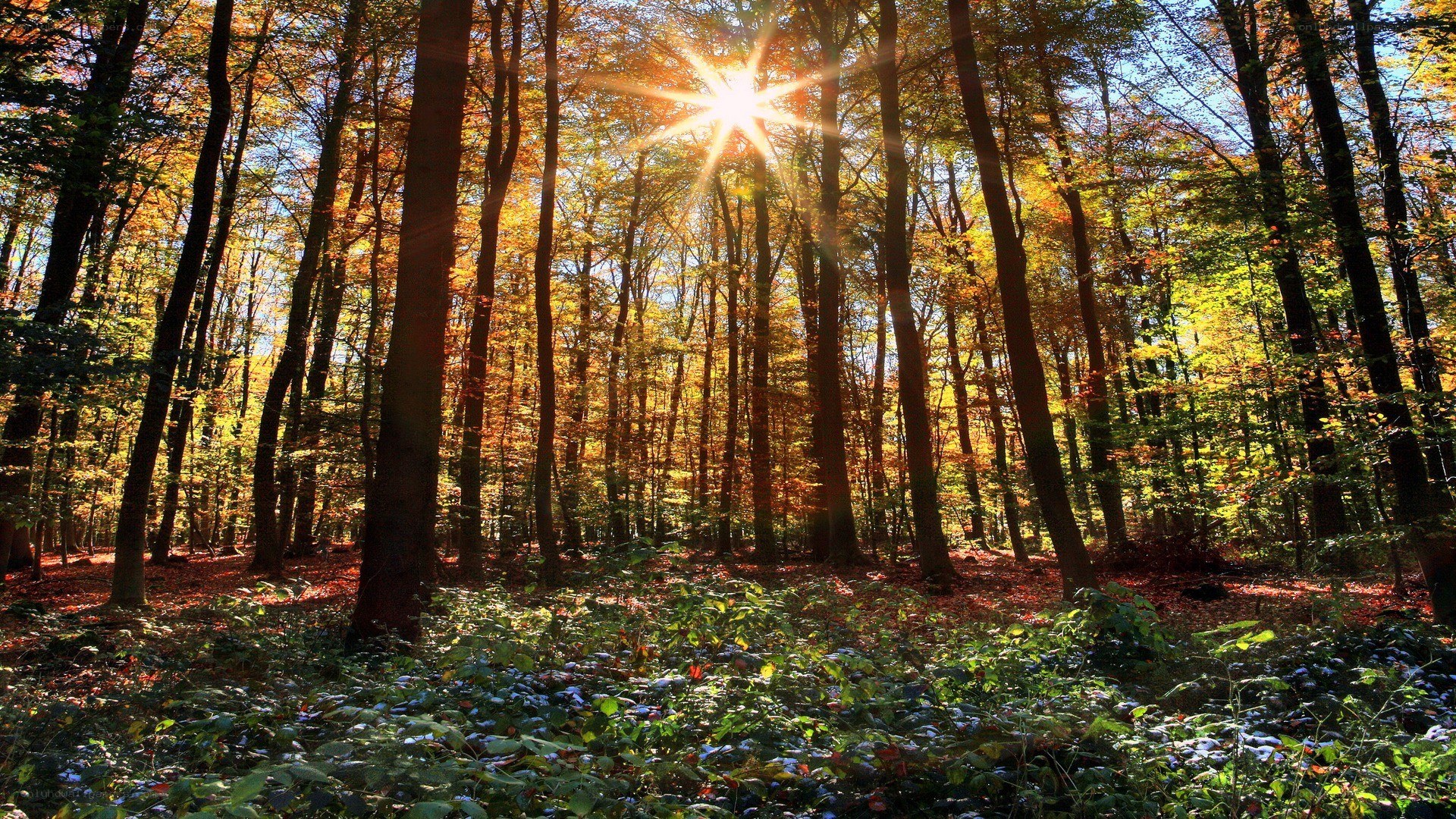 Sunlight in autumn forest