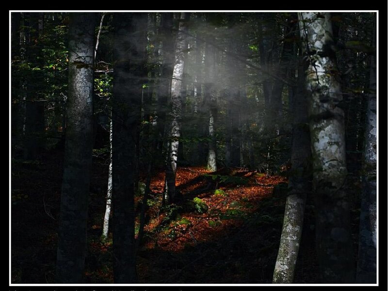 Sunlight in Forest — Brown, Dramatic