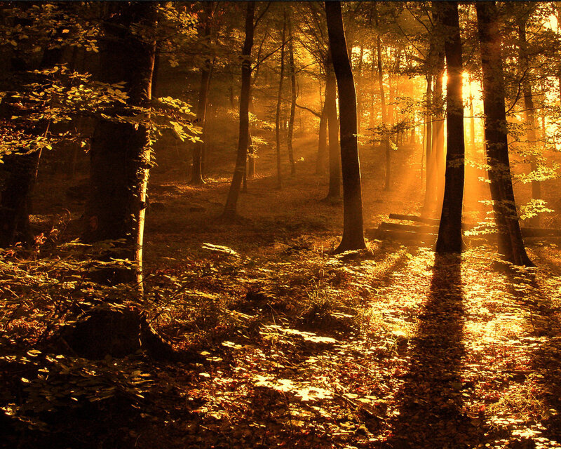 Sunlight in Forest — Gold, Serene, Sunset, Photograph, Trees, Leaves, Path