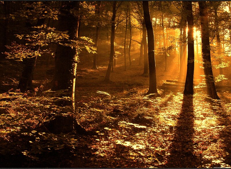 Sunlight in Forest — Gold, Serene
