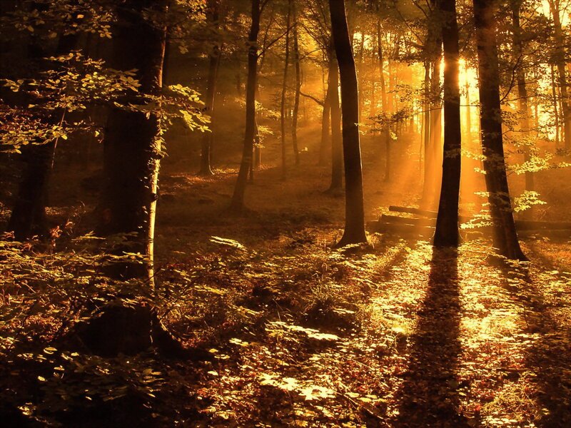 Sunlight in Forest — Gold