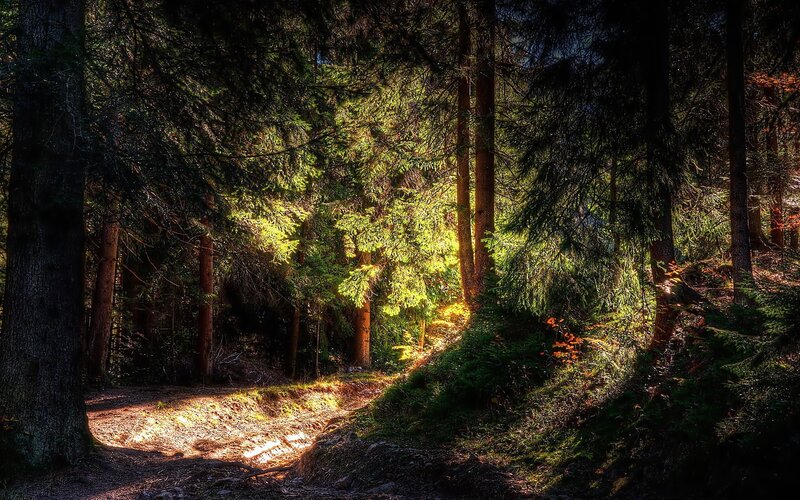 Sunlight in Forest — Green, Dramatic
