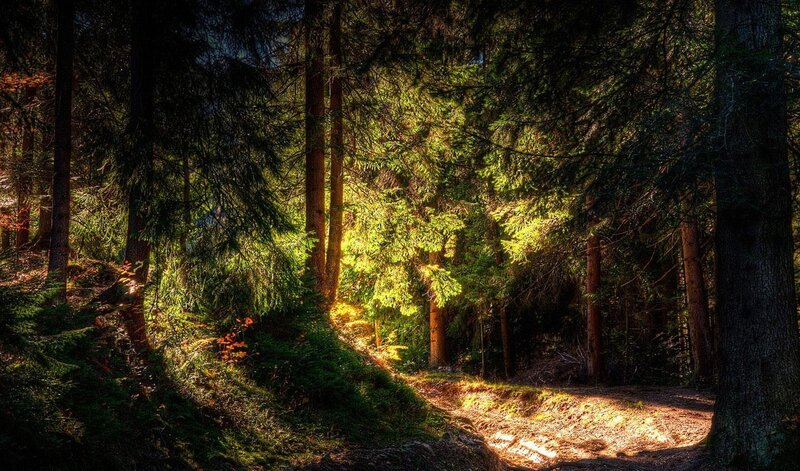 Sunlight in Forest — Green, Serene, Afternoon