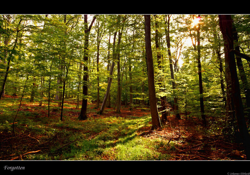 Sunlight in Forest — Green, Serene, Morning, Photograph