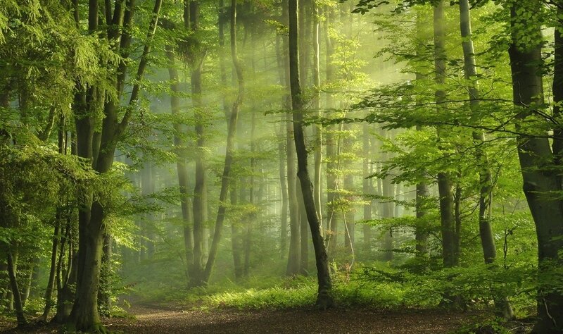 Sunlight in Forest — Green, Serene, Morning, Photograph, Trees, Fog