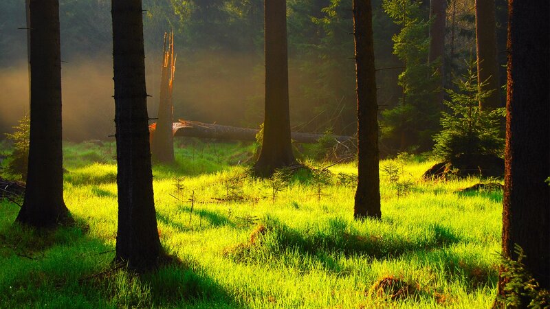 Sunlight in Forest — Green, Serene, Morning, Photograph, Trees, Grass, Fog