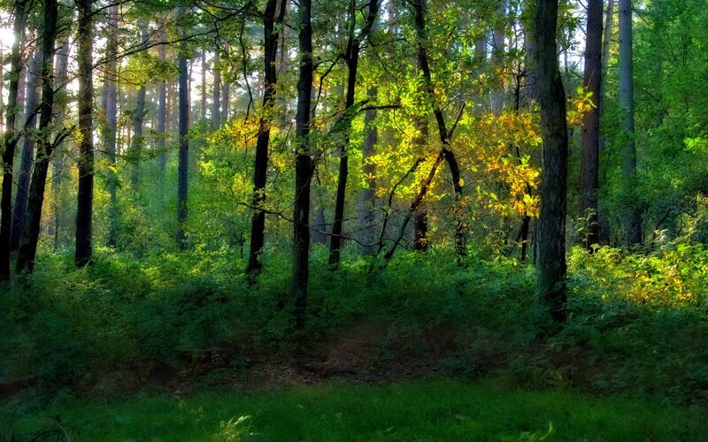 Sunlight in Forest — Green, Serene, Morning, Photograph, Trees, Leaves, Grass