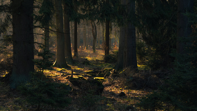 Sunlight in Forest — Green, Serene, Morning, Photograph, Trees, Moss, Forest Floor