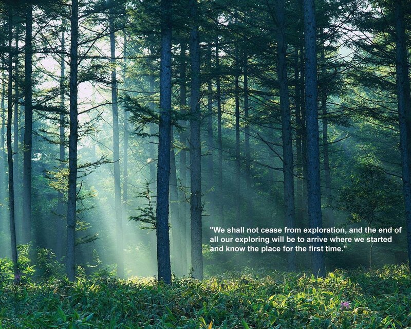 Sunlight in Forest — Green, Serene, Morning, Photograph, Trees, Sunbeams, Plants