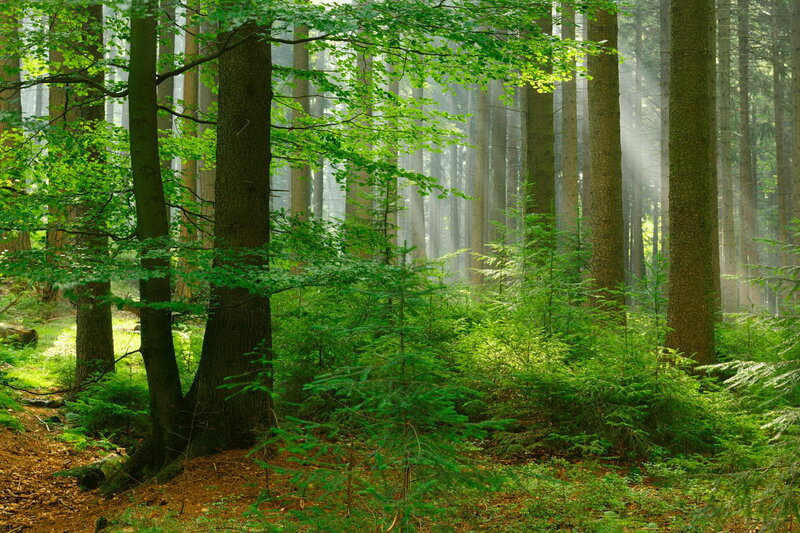 Sunlight in Forest — Green, Serene, Morning, Photograph, Trees, Sunbeams