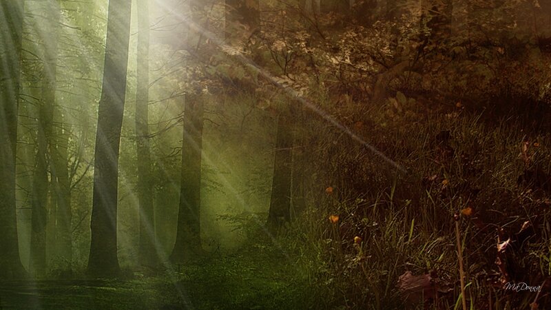 Sunlight in Forest — Green, Serene, Morning