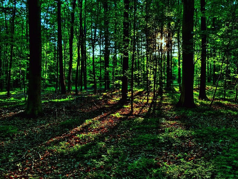 Sunlight in Forest — Green, Serene