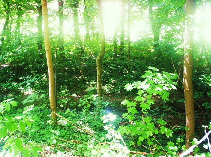 Sunlight in Forest — Green