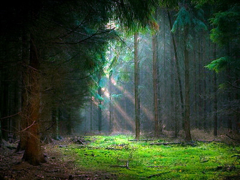 Sunlight in Forest