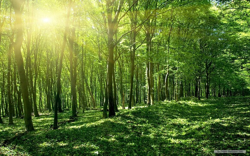 Sunlight in Green Forest