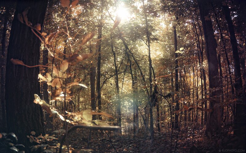 Sunlight in the autumn forest
