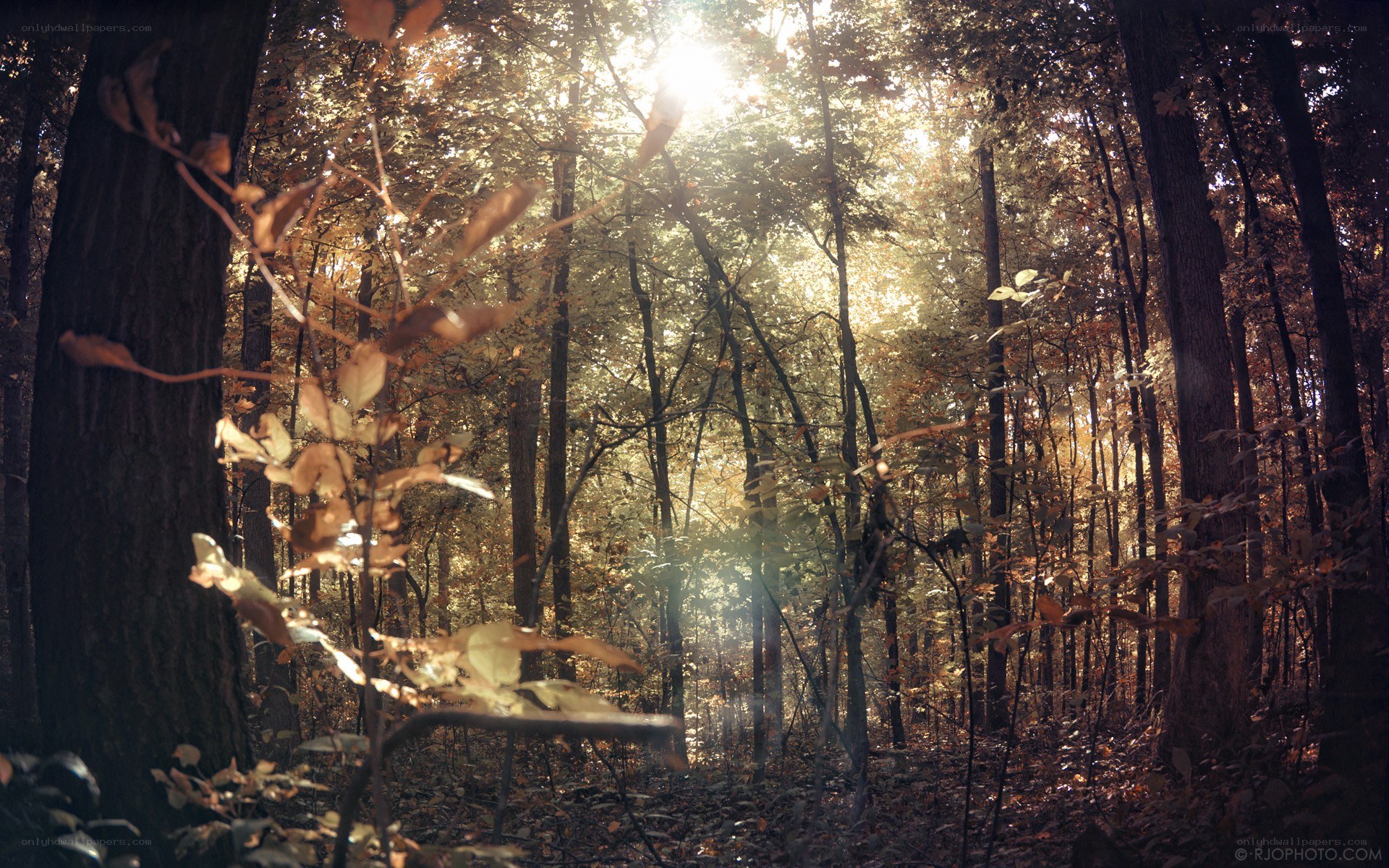 Sunlight in the autumn forest