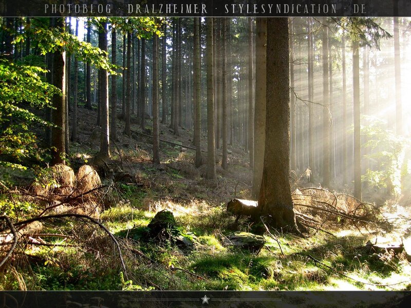 Sunlight in the forest